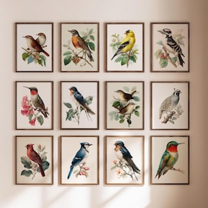 Könnte beinhalten: Eine Sammlung von zwölf gerahmten Kunstdrucken mit detaillierten Aquarellillustrationen verschiedener Vogelarten. Jeder Druck zeigt einen anderen Vogel, der auf Ästen mit Blättern sitzt, vor einem weißen Hintergrund. Die Rahmen sind warmbraun.
