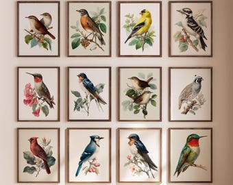 Vintage naturhistoriska fågeltavelväggset med 12, botaniska fågelakademiska tryck, Cottagecore bondgårdsdekor, utskrivbar konst för nedladdning 51