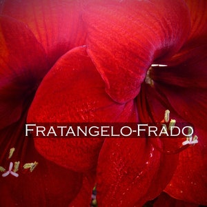 Amaryllis 1 Flower Print, Floral Print, Still Life Print, Printable Artwork, Digital Wall Art, JPG Instant Download, Best Price