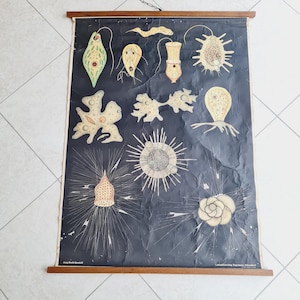 Vintage 1968 Jung-Koch-Quentell Hagemann School Chart – Protozoa – German Scientific Wall Poster – Educational Biology Decor