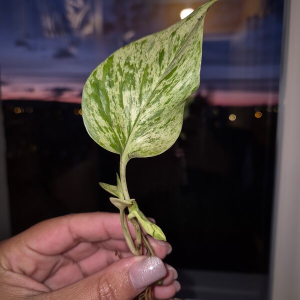 Rare Bouture racinées Pothos Aureum Snow Queen Epipremnum 2 à 3 feuilles