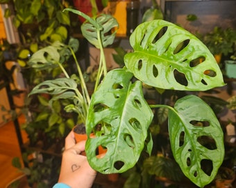 Monstera Adansonii "Monkey Mask" environ 25cm Plante d'interieur