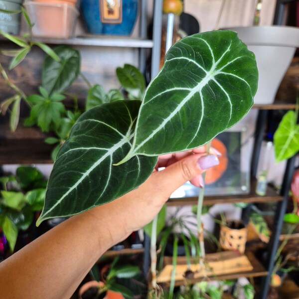 Alocasia Black Velvet bouture avec rhizome 1 feuille. Les 4 dernières photos sont celles de la plante mère