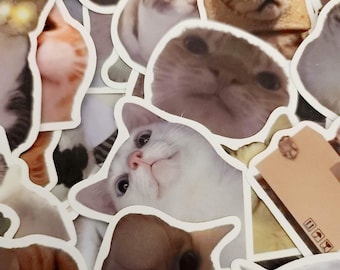Op de afbeelding: Een verzameling katten stickers met verschillende kattengezichten en uitdrukkingen. De stickers zijn gedrukt op wit papier en hebben een glanzende afwerking.