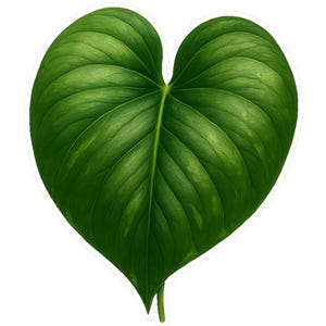 Puede incluir: Una hoja verde en forma de corazón, con detalles de venas y una textura suave. La imagen destaca la hoja sobre un fondo blanco, creando un contraste llamativo. Ideal para diseños con temática de naturaleza.