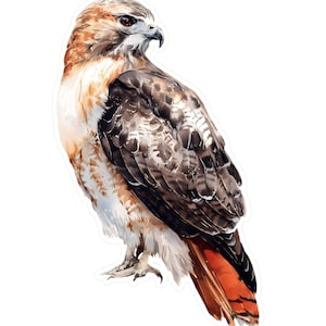 Puede incluir: Ilustración en acuarela de un halcón de cola roja. El ave presenta plumas marrones, blancas y negras, con una cola roja. El halcón se representa de perfil, mostrando su afilado pico y su mirada intensa.