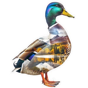 Mallard Duck Vinyl Decal: Water Resistant Laptop Sticker