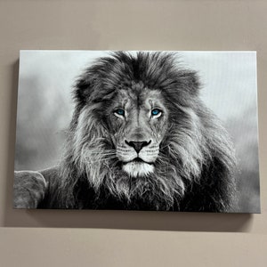 Blue Eyed Lion Leinwanddruck: Tierdruck-Dekoration