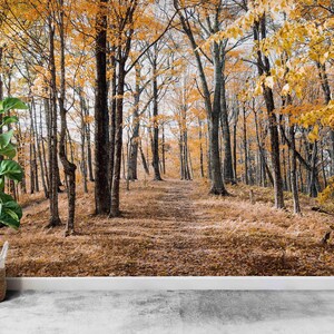 Autumn Forest View Wallpaper: Custom Tree Wall Print