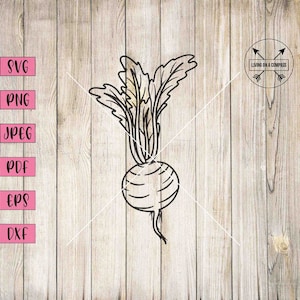 May include: A black and white line drawing of a turnip with leaves. The turnip is round and has a long, thin root. The leaves are simple and rounded.