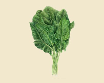 Watercolor Spinach Illustration—Vegetable Artwork—Transparent Background—Printable Art for Kitchen