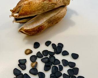 Great Plains Yucca Seeds (yucca glauca)