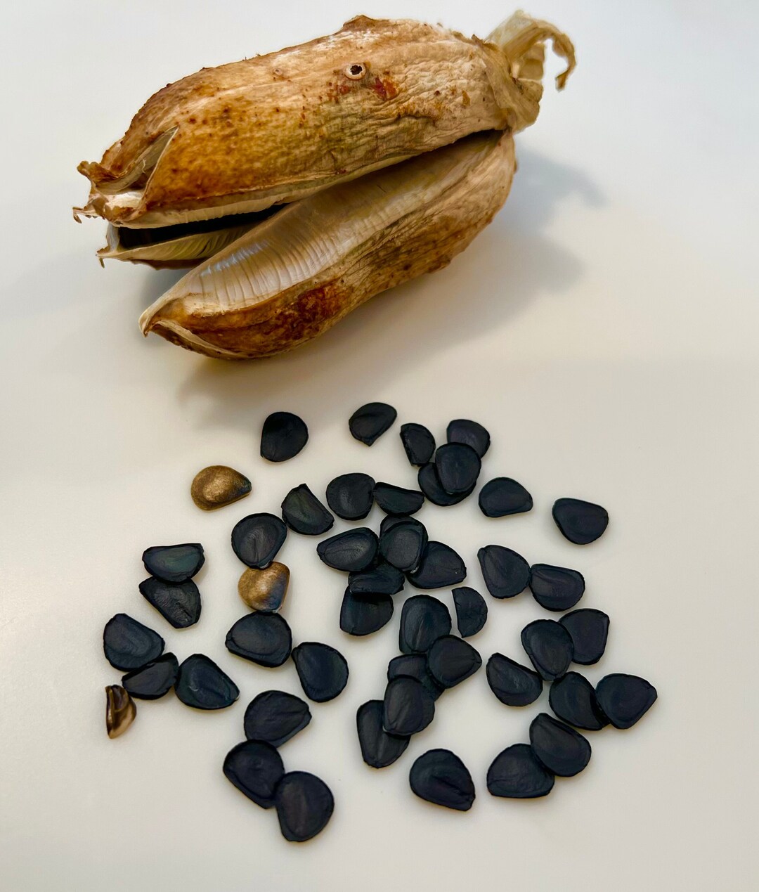 Great Plains Yucca Seeds yucca Glauca Etsy