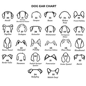 May include: Black and white line art illustrations of different dog breeds with their ear shapes. The chart includes breeds such as Mastiff, German Shorthaired Pointer, Cavapoo, Boxen, Bichon Frise, French Bulldog, Papillon, Cockapoo, Rottweiler, Weimaraner, Portuguese Water Dog, Brittany, Basset Hound, Samoyed, Pomsky, American Eskimo, Chow Chow, Bloodhound, Border Collie, Havanese, English Springer Spaniel, Pomeranian, Cocker Spaniel, Aussie, BullyDog, and Welsh Corgi.