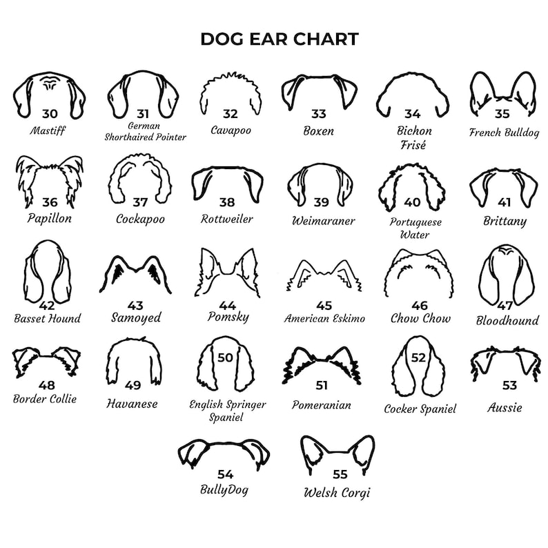 May include: Black and white line art illustrations of different dog breeds with their ear shapes. The chart includes breeds such as Mastiff, German Shorthaired Pointer, Cavapoo, Boxen, Bichon Frise, French Bulldog, Papillon, Cockapoo, Rottweiler, Weimaraner, Portuguese Water Dog, Brittany, Basset Hound, Samoyed, Pomsky, American Eskimo, Chow Chow, Bloodhound, Border Collie, Havanese, English Springer Spaniel, Pomeranian, Cocker Spaniel, Aussie, BullyDog, and Welsh Corgi.