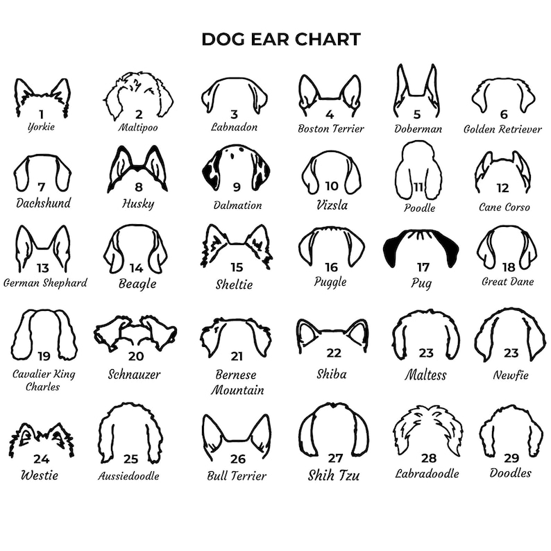 May include: A black and white chart with illustrations of different dog breeds. Each breed is numbered and labeled with its name. The chart is titled "Dog Ear Chart".