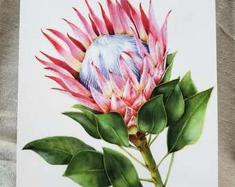 Protea Flower Watercolor Art Print: Colorful Floral Giclée