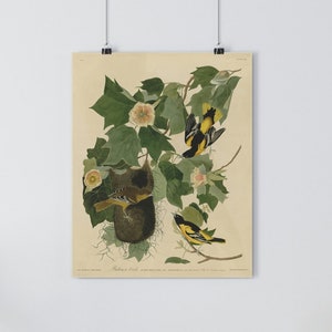 Baltimore Oriole by John James Audubon Giclée Fine Art Print | Vintage Wall Art | Bird Print | Audubon Birds of America | Cabin Art