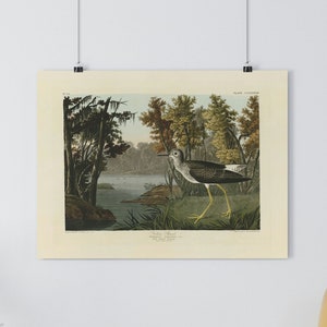 Yellow Shank von John James Audubon Giclée Fine Art Print | Vintage Wand Kunst | Vogel Druck | Audubon Birds of America | Strandhaus Art