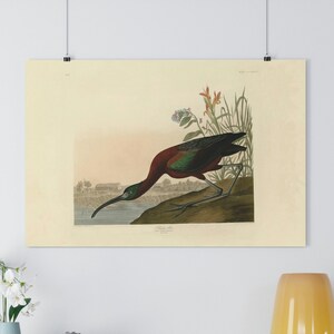 Glossy Ibis von John James Audubon Giclée Fine Art Print | Vintage Wand Kunst | Vogel Druck | Audubon Birds of America | Strandhaus Art