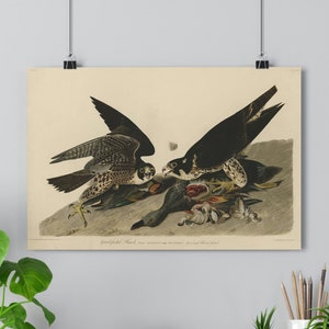 Großfußfalke von John James Audubon Giclée Fine Art Print | Vintage Wand Kunst | Vogel Druck | Audubon Vögel von Amerika