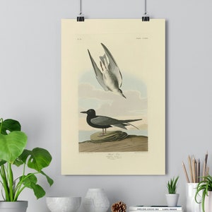 Trauerseeschwalbe von John James Audubon Giclée Fine Art Print | Vintage Wand Kunst | Vogel Druck | Audubon Birds of America | Strandhaus Art