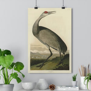 Hooping Crane von John James Audubon Giclée Fine Art Print | Vintage Wand Kunst | Vogel Druck | Audubon Birds of America | Strandhaus Art