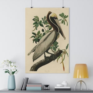 Brown Pelican by John James Audubon Giclée Fine Art Print | Vintage Wall Art | Bird Print | Audubon Birds of America | Beach House Art