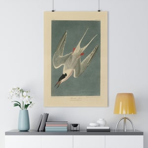 Roseate Tern by John James Audubon Giclée Fine Art Print | Vintage Wall Art | Bird Print | Audubon Birds of America | Beach House Art
