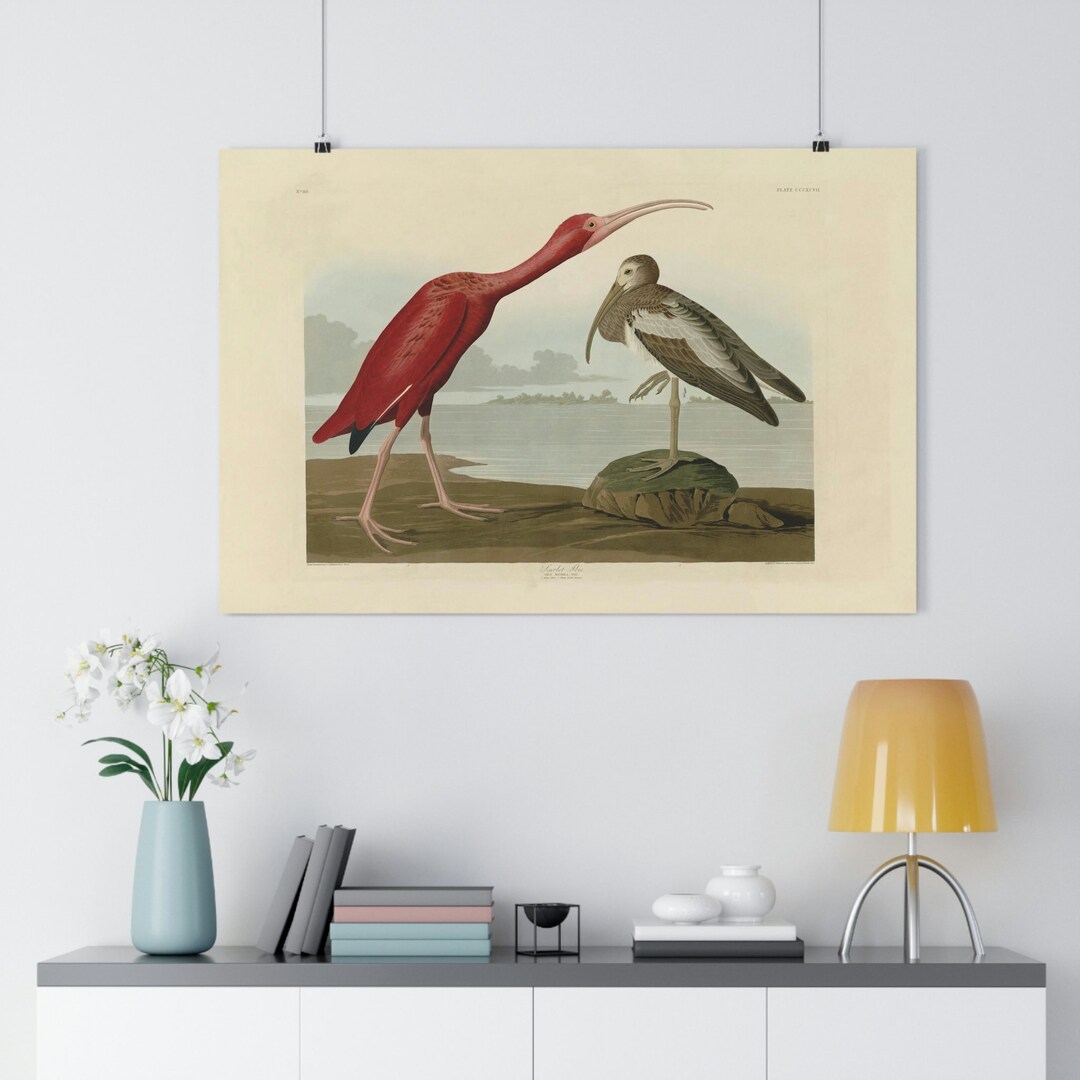 Glossy Ibis - John James Audubon - Framed art Print