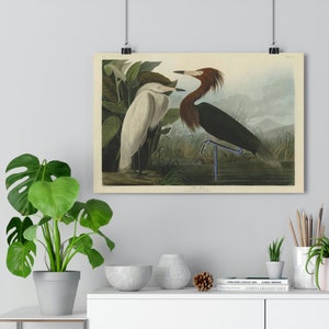 Purple Heron by John James Audubon Giclée Fine Art Print | Vintage Wall Art | Bird Print | Audubon Birds of America | Beach House Art