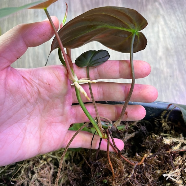 Mican (Velvet) Philodendron Cutting