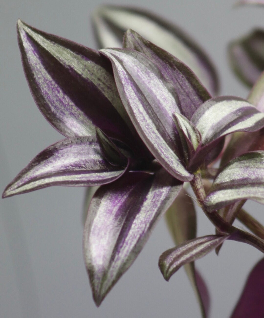 Tradescantia Zebrina Cutting Etsy