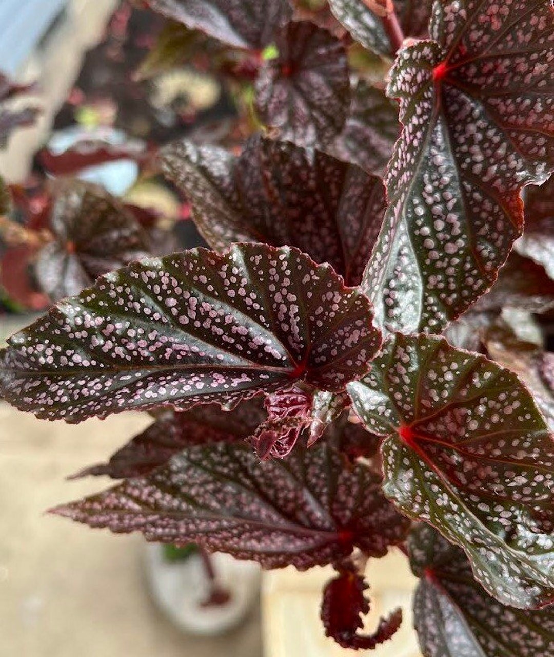 Begonia Maculata Pink Spot Cutting - Etsy