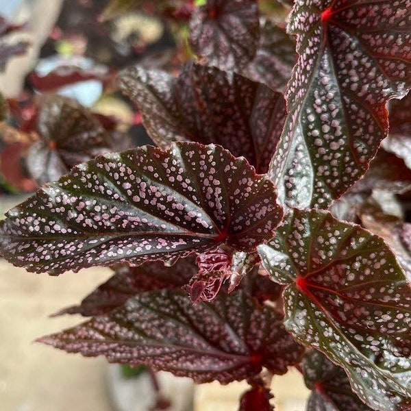 Begonia Maculata Pink Spot Cutting