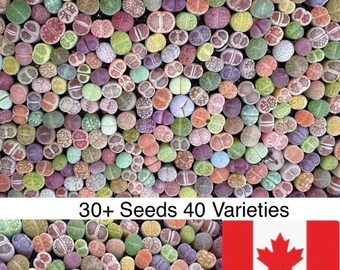 30+ Lithops Seed Mixture - Free Ship