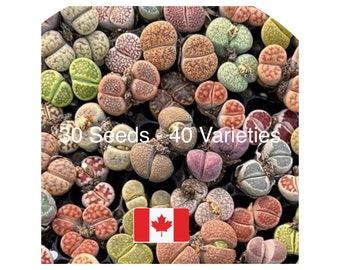 30+ Lithops Seed Mixture - Free Ship