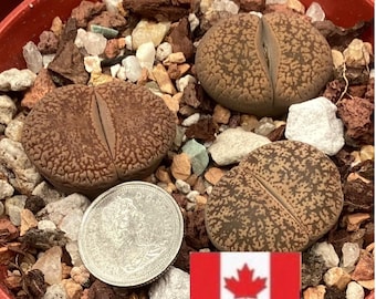 Plant, Lithops aucampiae, 2cm (3/4”)