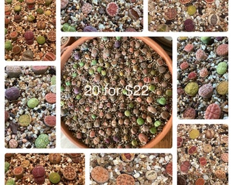 Plants - 20 Lithops - .6cm - .9cm