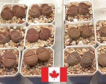 Plant, Large Lithops aucampiae Double Head x-large, 3-4cm