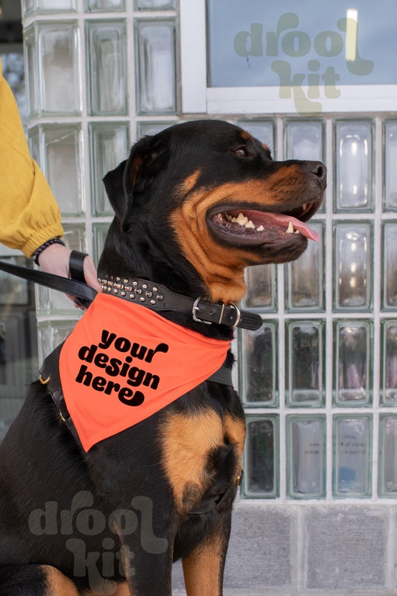 Rottweiler with bandana cheap