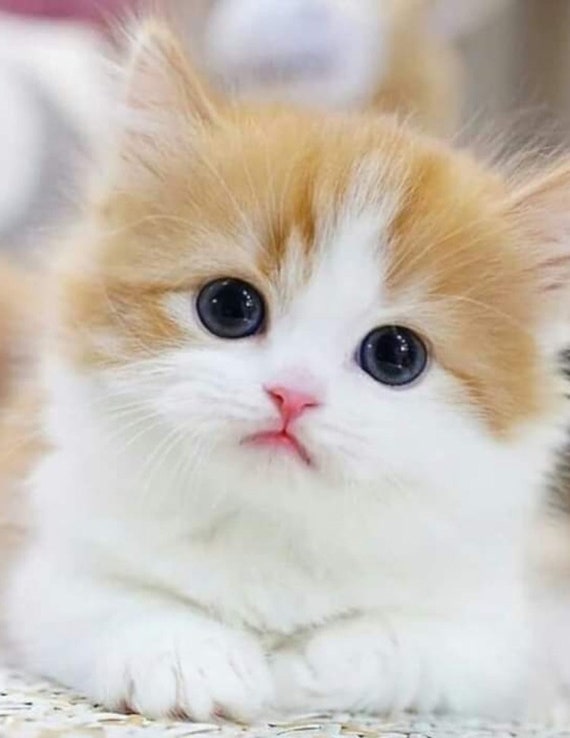 Cute Cat Cute Kitty 8x11” Instant Download Digital Art Prints