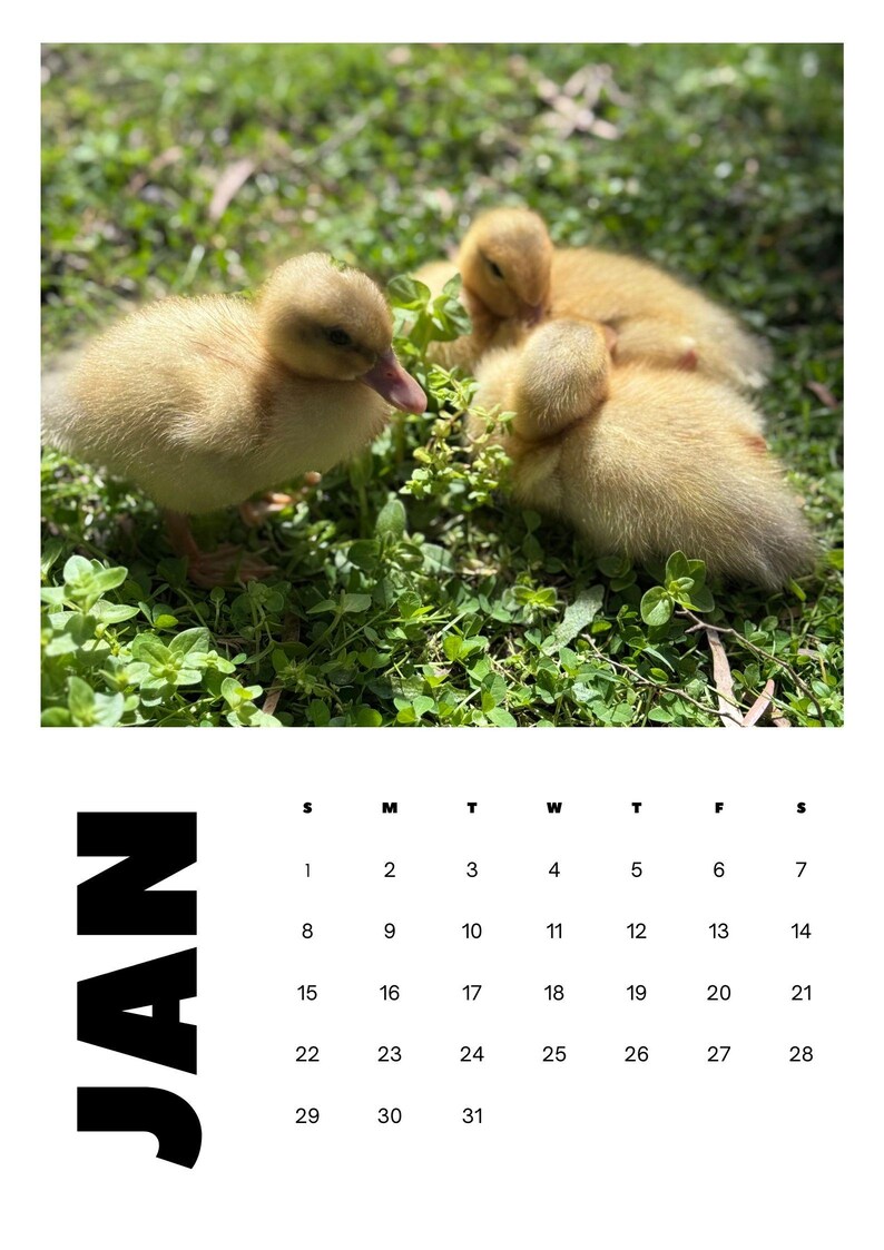 2025 Duck Calendar Printable Etsy