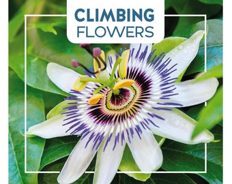 Buzzy Climbing Flowers Seeds, Passion Flower Blue 0,5 grams