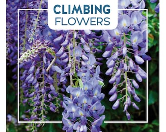 Buzzy Climbing Flowers Seeds, Wisteria Blue 5 seeds