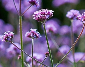 12 x Godet Verbena bonariensis - Verveine de Buenos Aires Godet 9x9cm