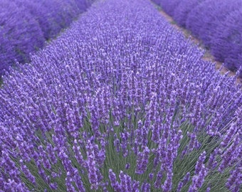 12 x Lavandula angustifolia 'Munstead' - Lavender Pot 9x9cm