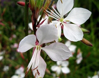 12 x Gaura Lindheimerei 'Whirling Butterflies' - Beautiful candle pot 9x9cm