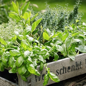 Kit D'herbes Aromatiques BIO* - Jaune (Aneth, Sauge, Basilic Citron) -  Cultivea