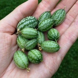 Cucameloen Mexican Cucumber Seeds - Small grape-sized, mini watermelon-like fruits 0.2 Grams - 100 Seeds